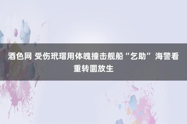 酒色网 受伤玳瑁用体魄撞击舰船“乞助” 海警看重转圜放生